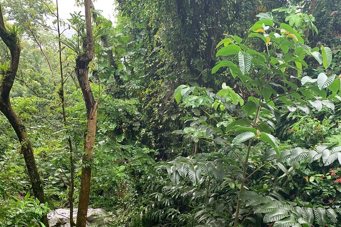 El Yunque National Forest and Luquillo Kiosks Combo - Starting at 9:00 a.m. with less time on the road