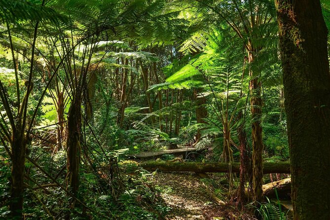 El Yunque National Forest and Luquillo Kiosks Combo - What the guide adds to the forest visit