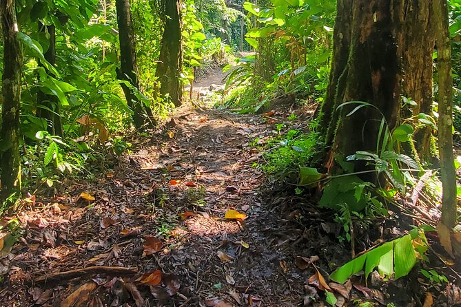 El Yunque National Rainforest and Luquillo Beach Tour - La Coca Falls gives you a quick waterfall stop