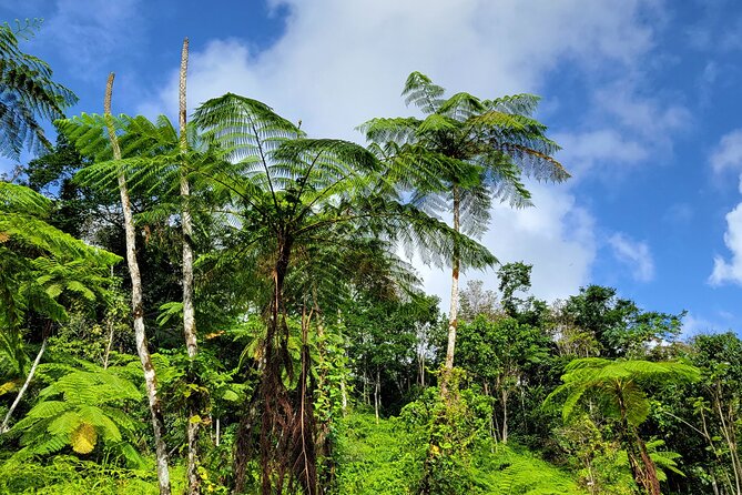 El Yunque Rainforest and Luquillo Kiosk Day Trip - Is the $68 price good value?
