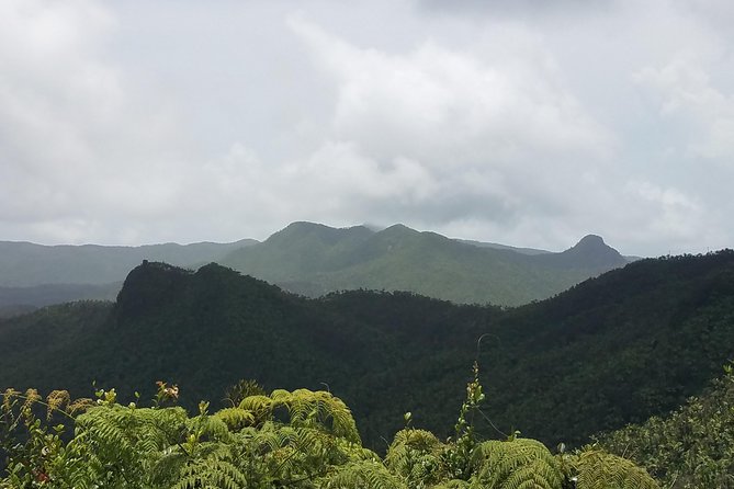 El Yunque Rainforest Full Day Private Tour - Yokahu Tower and the best easy viewpoint
