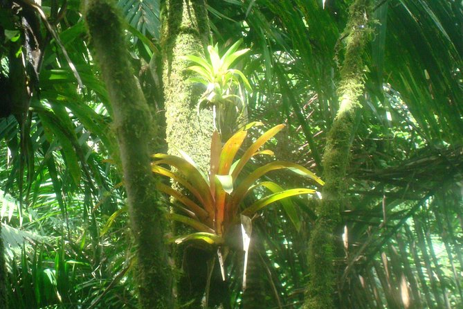 El Yunque Rainforest Full Day Private Tour - Hiking the cloud forest and choosing your high points