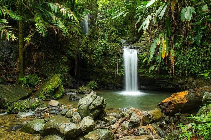 El Yunque Rainforest Guided Tour - The Guide Makes the Difference