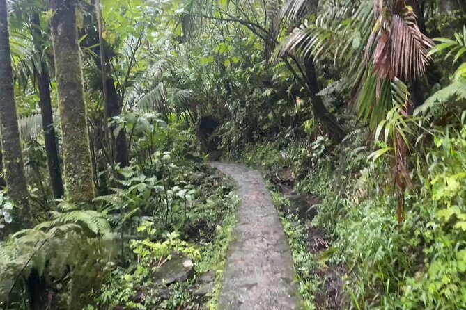 El Yunque Rainforest Hike with Transport from San Juan - Four hours in El Yunque National Forest