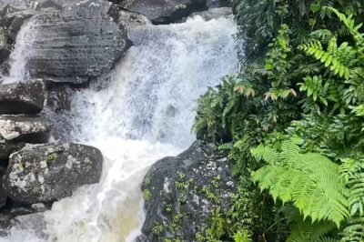 El Yunque Rainforest Hike with Transport from San Juan