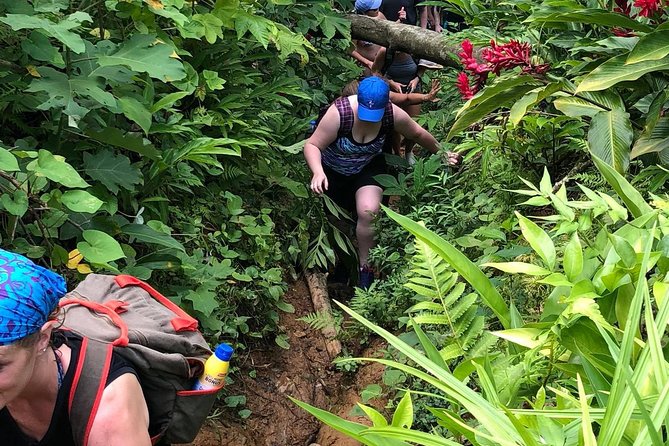 El Yunque Rainforest Tour from Fajardo - The first hike through bamboo and rainforest plants