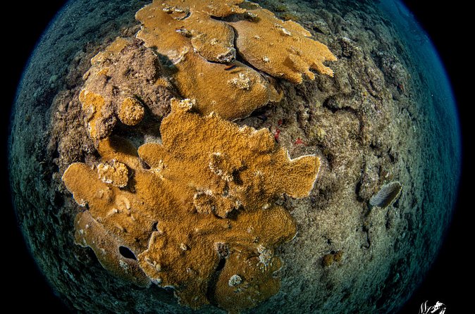 Experience Scuba - Starting at Scuba MotionPR-2 in Vega Baja