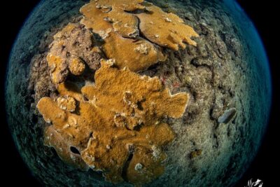 Experience Scuba
