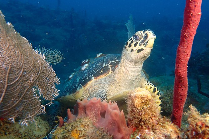 Experience Scuba Diving / NO certification Needed - Key Points About the Rincón Experience
