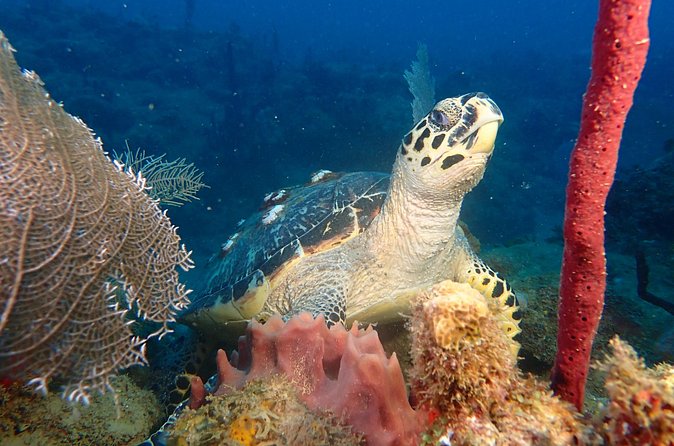 Experience Scuba Diving / NO certification Needed - Getting Comfortable With the Equipment