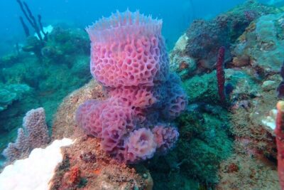 Experience Scuba Diving / NO certification Needed