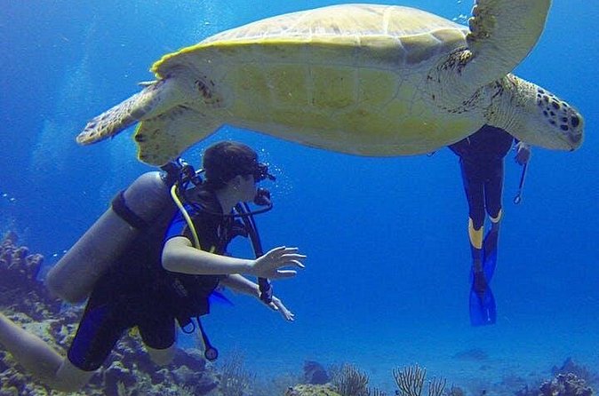 Experience Scuba Diving / NO certification Needed - The Shore Entry and Reef Time