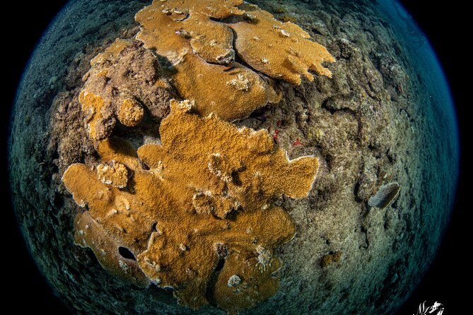 Experience Scuba - The first hour: briefing, equipment, and shallow-water practice