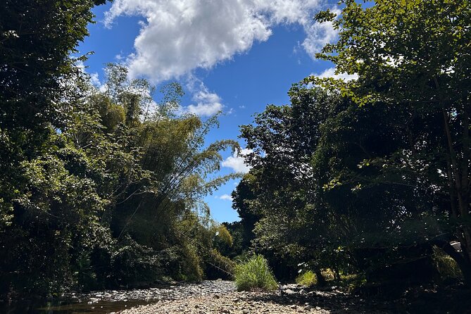 Explore El Yunque: Hiking, Swings & Waterslide (Small Group) - Families, older adults, and first-time hikers