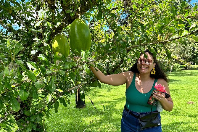 Explore Indigenous Roots, Experience a day in the life of a Taíno - Practical planning for the 8:00 am departure