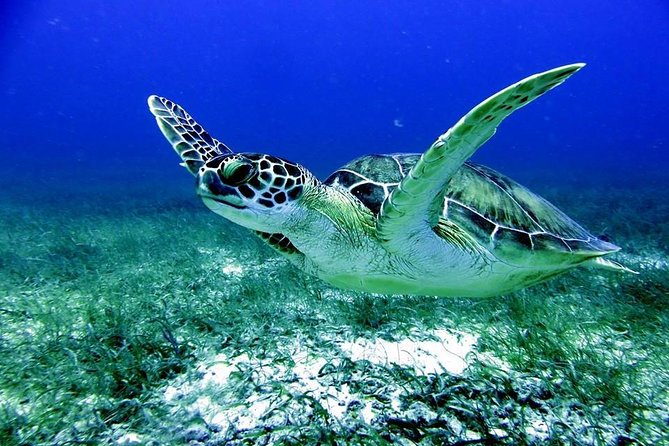 Fajardo Afternoon Snorkeling Adventure Tour - Key points to know before booking