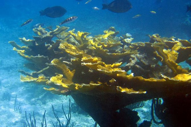 Fajardo Afternoon Snorkeling Adventure Tour - The safety talk and getting into 15 to 20 feet of water