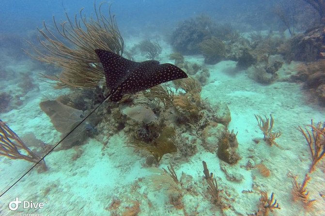 Fajardo Afternoon Snorkeling Adventure Tour - Who should book this afternoon boat trip?