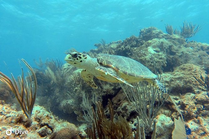 Fajardo Afternoon Snorkeling Adventure Tour - Reaching the Cayos de la Cordillera Nature Reserve