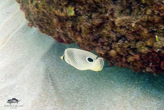 Fajardo, Puerto Rico: Morning Snorkeling Beach Tour - Who will enjoy this Fajardo excursion?
