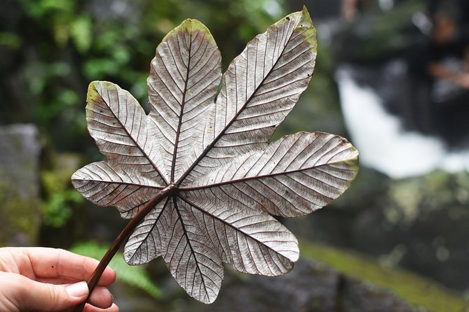 From San Juan: El Yunque Rainforest Hiking Adventure - What the $93 price really covers