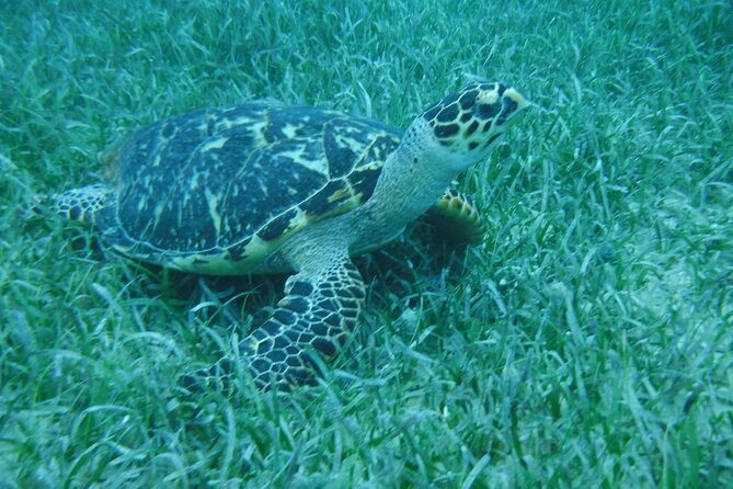 Full Day Charter from Fajardo to Culebra - Price, group size, and what you really receive