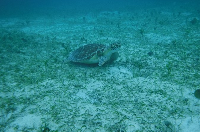 Full Day Charter from Fajardo to Culebra - Who should book this Culebra day?