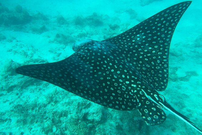 Full-Day Snorkeling Gear Rental in Puerto Rico - The Seven Seas limitation