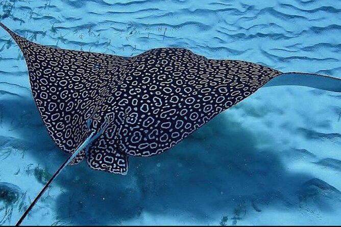 Full-Day Snorkeling Tour to Culebra Island with Lunch - Safety, limits, and who should skip it