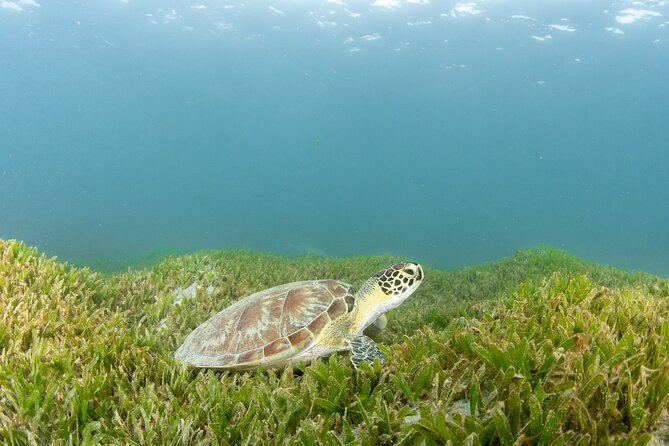 Get SCUBA Certified at San Juan - Starting at 8:00 a.m. in Escambrón