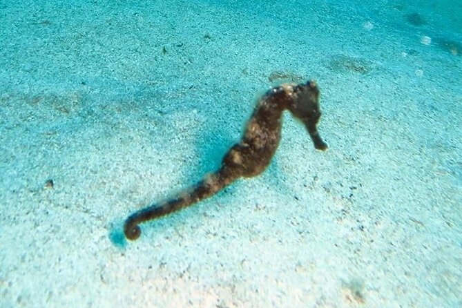 Get SCUBA Certified at San Juan - What the $715 price really covers