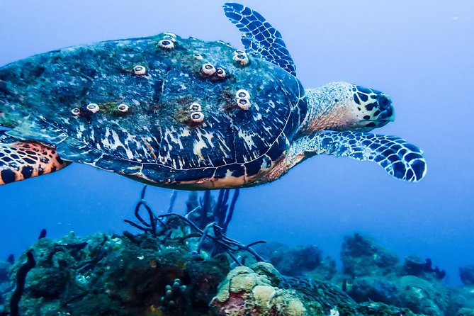Guided Coral Reef Scuba Tour / 1 tank (Certified Divers Only) - Why the small group matters underwater