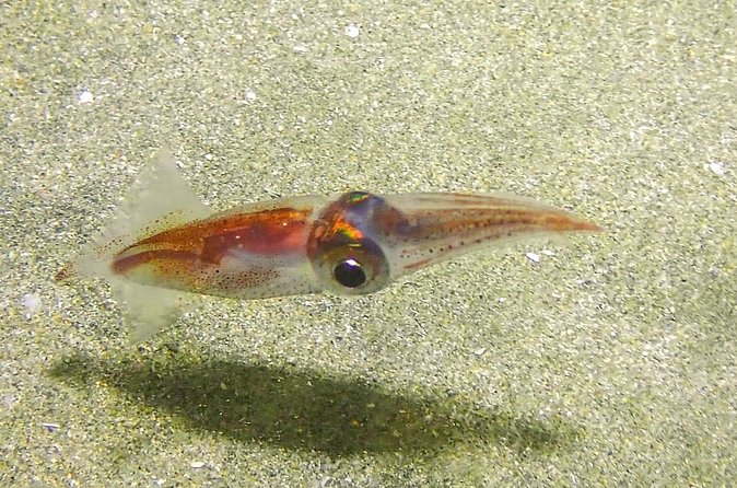 Guided Coral Reef Scuba Tour / 1 tank (Certified Divers Only) - Shore entry, depth, and changing conditions