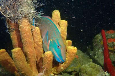 Guided Coral Reef Scuba Tour / 1 tank (Certified Divers Only)