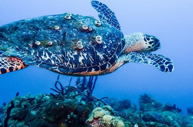 Guided Coral Reef Scuba Tour / 1 tank (Certified Divers Only) - What is included, and what costs extra