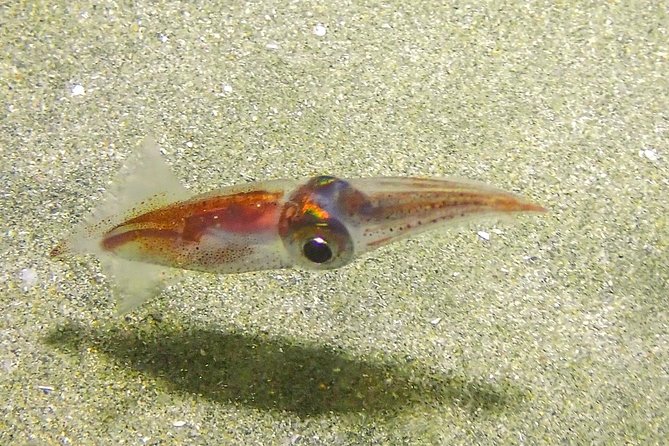 Guided Coral Reef Scuba Tour / 1 tank (Certified Divers Only) - Choosing morning or afternoon