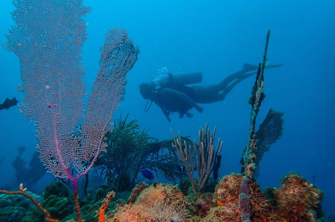 Guided Coral Reef Scuba Tour / 1 tank (Certified Divers Only) - Cancellation and location details worth noticing