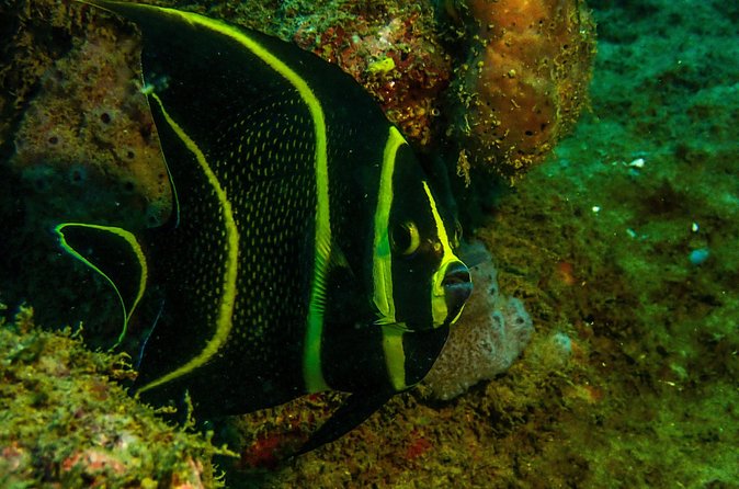 Guided Coral Reef Scuba Tour / 1 tank (Certified Divers Only) - Who will enjoy this experience most