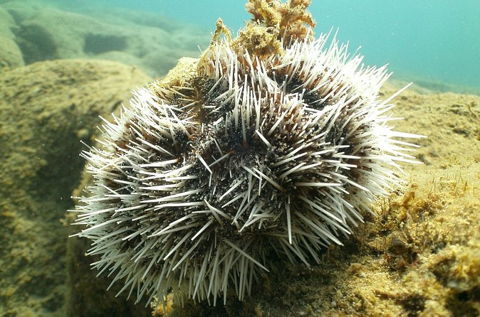 Guided Coral Reef Snorkeling Tour - What the two-hour schedule really means