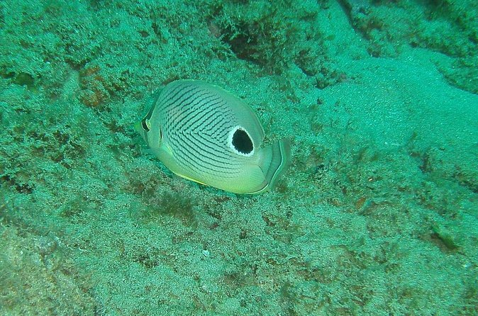 Guided Coral Reef Snorkeling Tour - Weather, scheduling, and cancellation risk