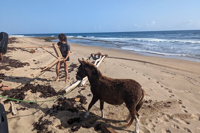Guided Hike with Miniature Donkeys to a Secluded Beach - Key points to know before you go