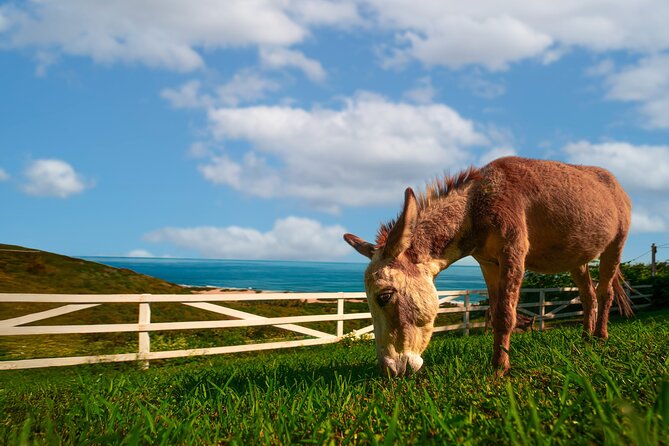 Guided Hike with Miniature Donkeys to a Secluded Beach - The uphill return with a donkey in front