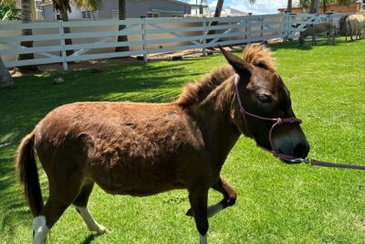 Guided Hike with Miniature Donkeys to a Secluded Beach