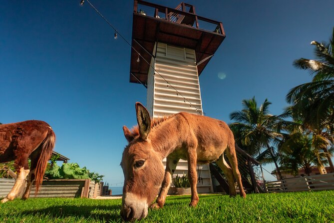Guided Hike with Miniature Donkeys to a Secluded Beach - What the $75 price buys you