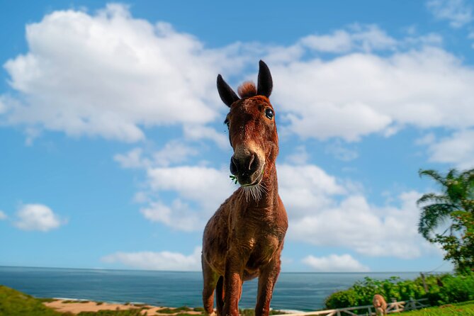 Guided Hike with Miniature Donkeys to a Secluded Beach - Who will enjoy this Isabela outing most