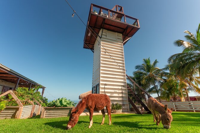 Guided Hike with Miniature Donkeys to a Secluded Beach - Practical planning for a smooth morning
