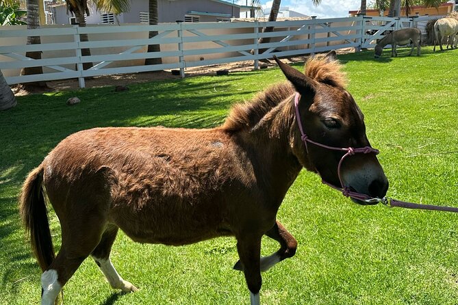 Guided Hike with Miniature Donkeys to a Secluded Beach - Playa Princesa: tidepools, dunes, and shells