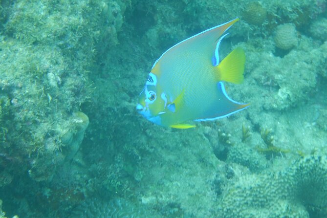Guided Shore Diving Tour - Why Rincón works so well for shore scuba