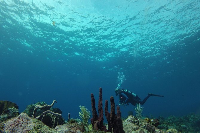 Guided Shore Diving Tour - Visibility is the biggest variable