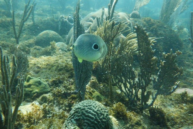 Guided Shore Diving Tour - What the $69 price really covers